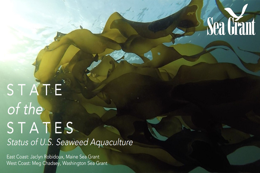 Green seaweed under water with the text state of the states written on it