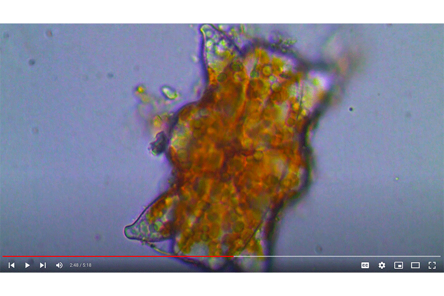 clip of seaweed under a microscope